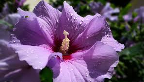 Lilac Hibiscus