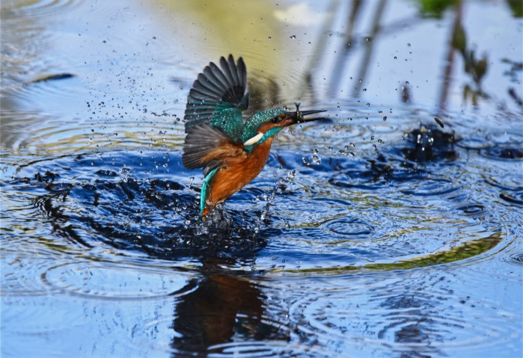 Pexels Kingfisher 1024x701